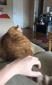 00819gb0ly1gcvdrxbs5ag305508chag..gif