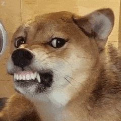 -1f016b8ba6570374.gif