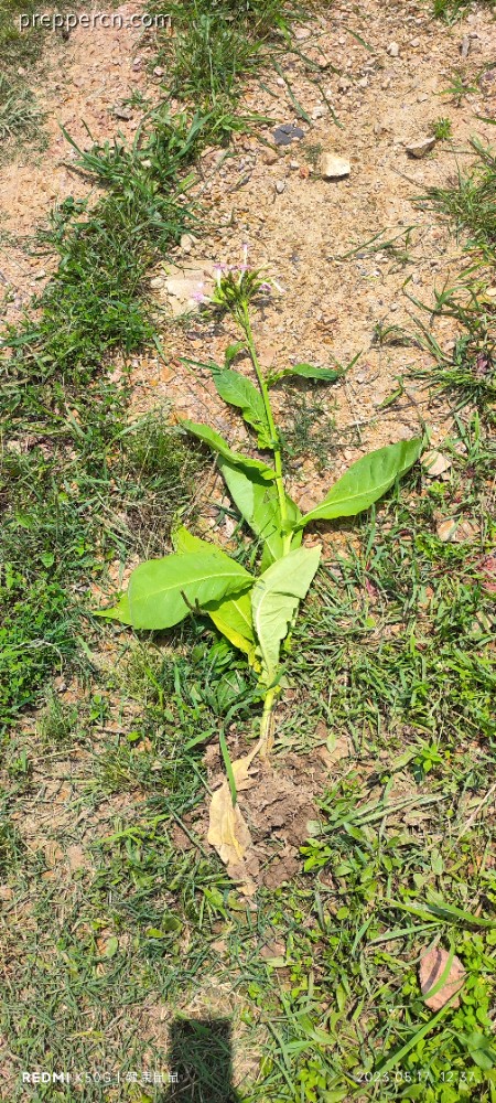 IMG_20230517_123704.jpg